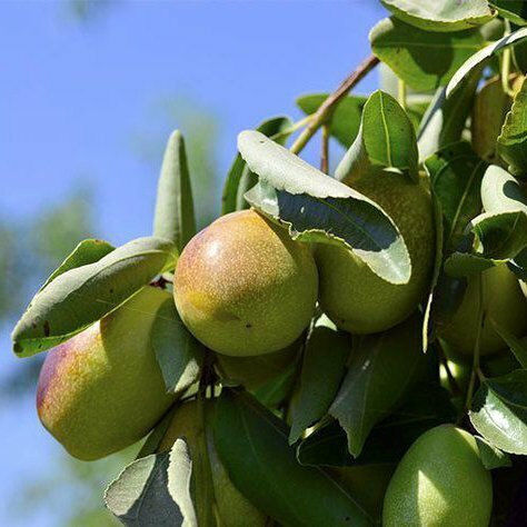 Alteya Organics Βιολογικό Έλαιο Jojoba Ψυχρής Έκθλιψης 50ml