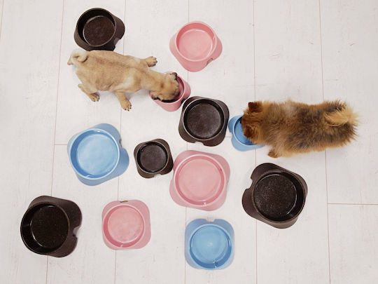 Fiboo Bowl Kunststoff Schalen Futter & Wasser für Hund & Katze 200ml in Grün Farbe