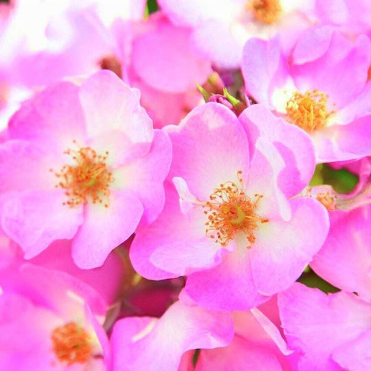 Weleda Wild Rose Κρέμα Προσώπου Νυκτός για Ενυδάτωση & Αντιγήρανση 30ml