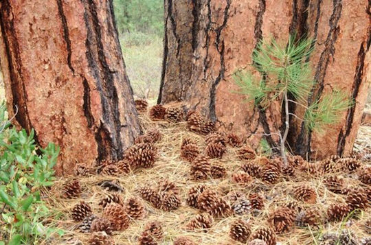 Χριστουγεννιάτικο Декорация Pine Дължина 10см. 3бр