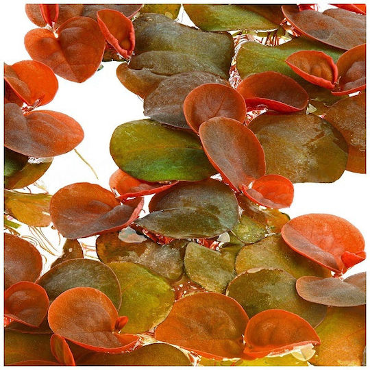 Stoffels S.I Phyllanthus fluitans Lebende Aquariumspflanze 17460