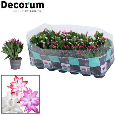 Geduld Schlumbergera Rosa Premium 25+
