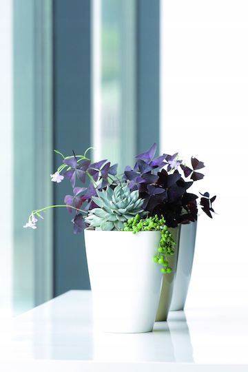 Prosperplast Coubi Orchid DUKOP Саксия Пластмаса Prosperplast Coubi Orchid DUKOP Саксия Пластмаса