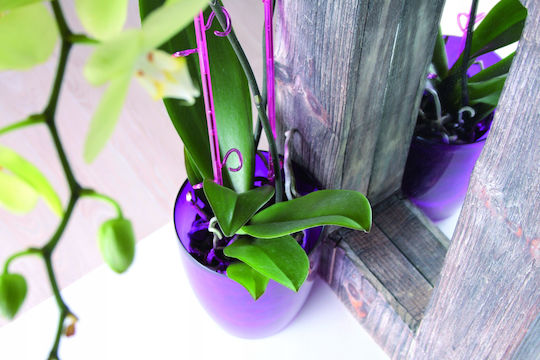 Prosperplast Coubi Orchid DUOWP Pot Plastic 13.2x13.2x16cm.