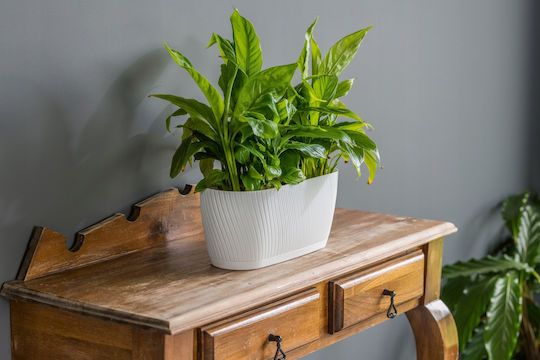 Form Plastic Mika Ζαρντινιέρα Πλαστική Forest moss 27x12x12εκ.
