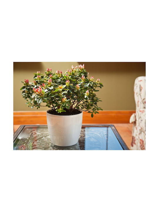 Lamela Magnolia Γλάστρα Πλαστική Λευκή 25x25x22εκ.