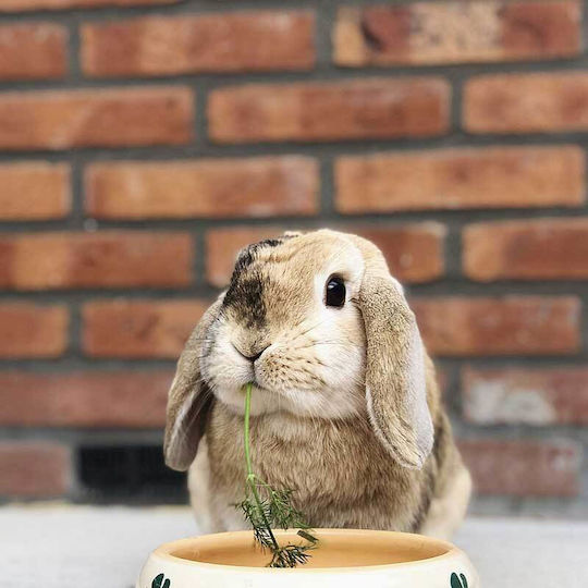 Nobby Food Bowl for Rabbit 500ml Orange