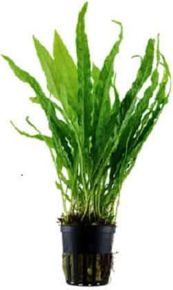 Tropica Pteropus Potted Plantă acvatică vie Microsorum