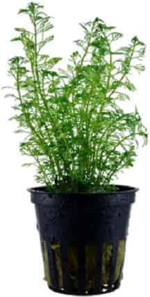 Tropica Potted Ζωντανό Φυτό Ενυδρείου Myriophyllum