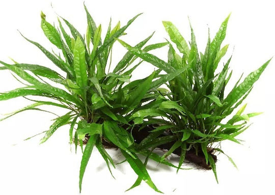 Tropica Pteropus Potted Plantă acvatică vie Microsorum