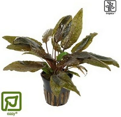 Tropica Cryptocoryne Wendtii