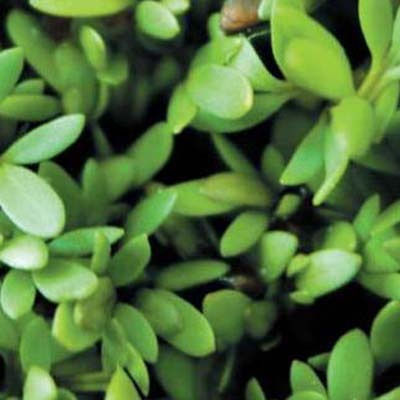 Geo Bavicchi Seeds Cress Organic Farming 200gr