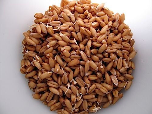 Geo Bavicchi Samen Biologischer Anbau 1kg