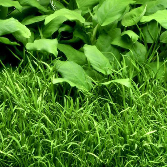 S.i Lilaeopsis Live Aquarium Plant