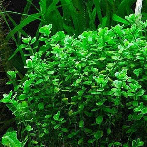 S.i Bacopa Live Aquarium Plant