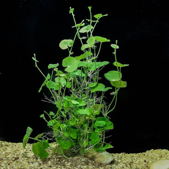 Hydrocotyle Live Aquarium Plant