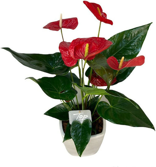 Хвощ (Anthurium) Εσωτερικού Χώρου Ύψους 80бр