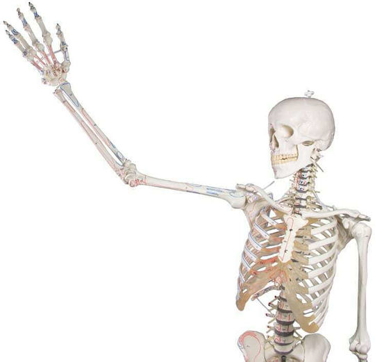 Erler Zimmer Human Skeleton Model