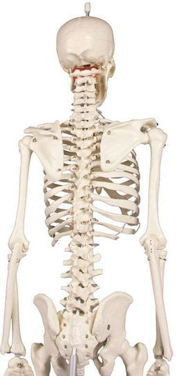 Erler Zimmer Modell des menschlichen Skeletts