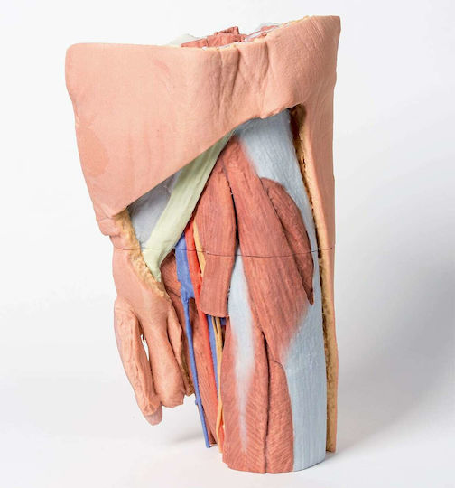 Erler Zimmer Internal Organs Model