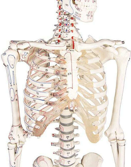 Erler Zimmer Modell des menschlichen Skeletts