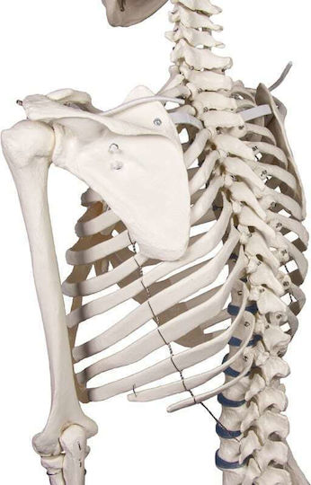 Erler Zimmer Manechin de antrenament medical pentru schelet uman