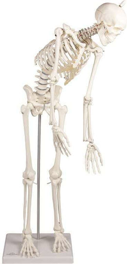 Erler Zimmer Modell des menschlichen Skeletts