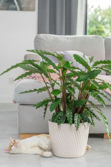 Form Plastic Mika Kunststoff Blumentopf Forest Moss mit Untersetzer 27x27x24,5cm