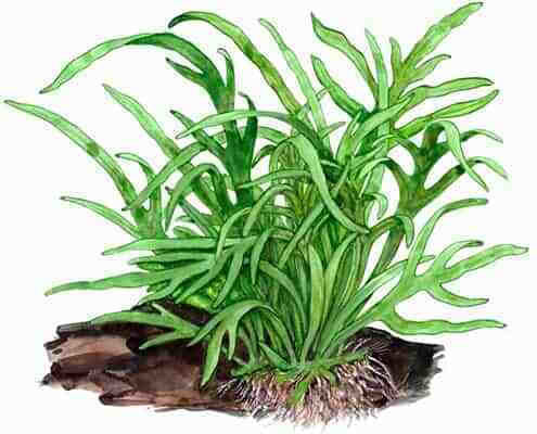 Tropica Microsorum Live Aquarium Plant