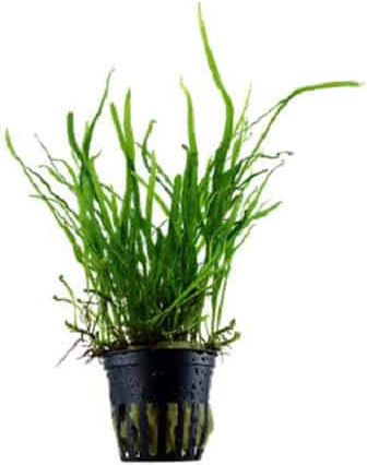 Tropica Microsorum Live Aquarium Plant