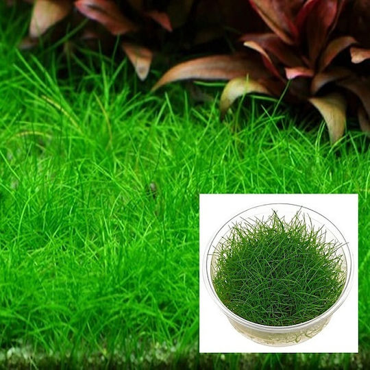 Tropica Ζωντανό Φυτό Ενυδρείου Eleocharis