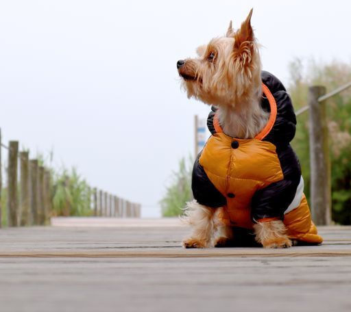 Dashi Orange Waterproof Dog Coat XLarge with 44cm Back Length