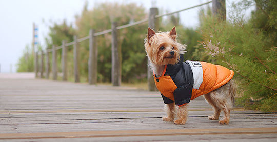 Dashi Orange Waterproof Dog Coat XLarge with 44cm Back Length