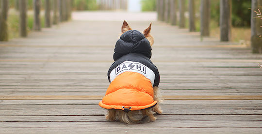 Dashi Orange Waterproof Dog Coat XSmall with 30cm Back Length