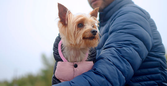 Dashi Pink Waterproof Dog Coat Small with 34cm Back Length