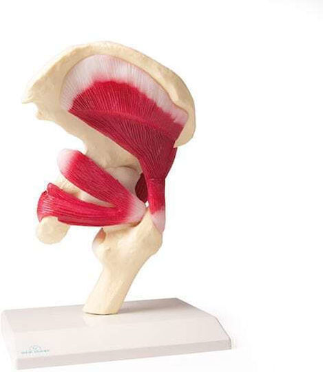 Erler Zimmer Internal Organs Model