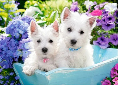 Puzzle pentru Copii Westie Puppies 60buc Castorland