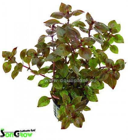 SonGrow Lebende Aquariumspflanze Ludwigia Palustris