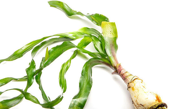 Tropica Potted Lebende Aquariumspflanze