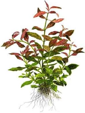 Tropica Lebende Aquariumspflanze Hygrophila polysperma