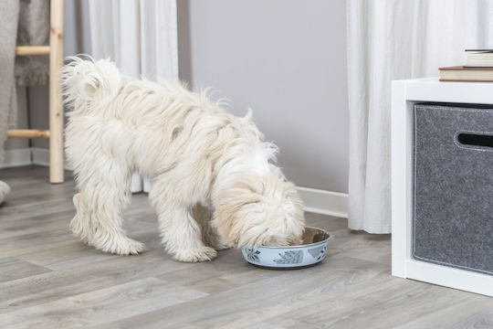 Trixie Edelstahl Schalen Futter für Hund & Katze auf Basis von 2x 1.6lt 21cm in Blau Farbe
