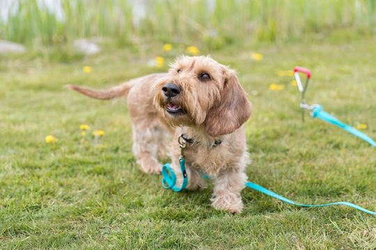 Trixie Dog Leash/Lead Iron Chain Leash 40cm / 9mm in Silver color