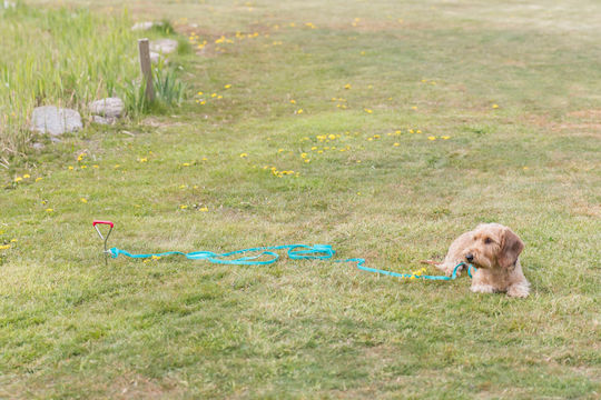 Trixie Dog Leash/Lead Iron Chain Leash 40cm / 9mm in Silver color