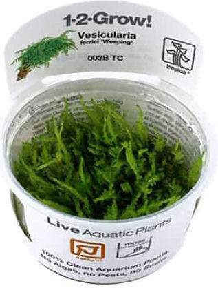 Tropica Plantă acvatică vie