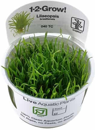 Tropica Lilaeopsis Brasiliensis 1-2-Grow!