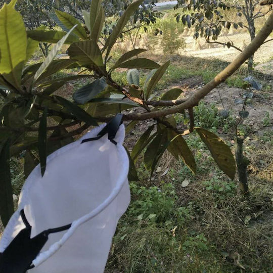 Συλλέκτης Καρπών