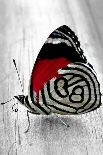 Decorative Butterfly made of Plastic 6.5x12cm 1pcs
