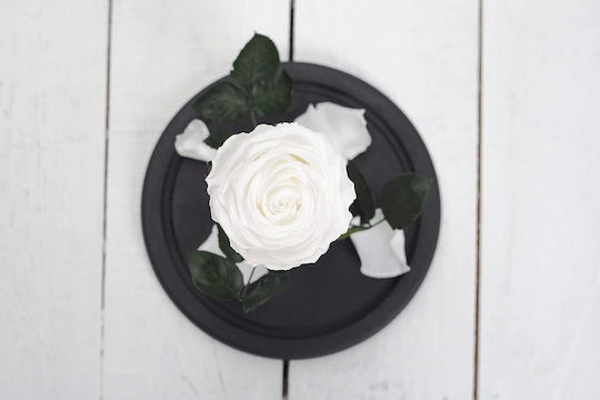 Ewige Rose Weiß 22cm in Yala mit LED