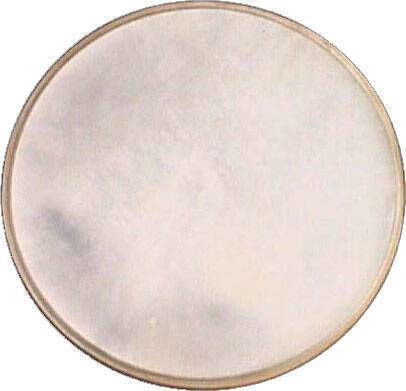 Stollas Drumhead für Schlagzeug 7.4"