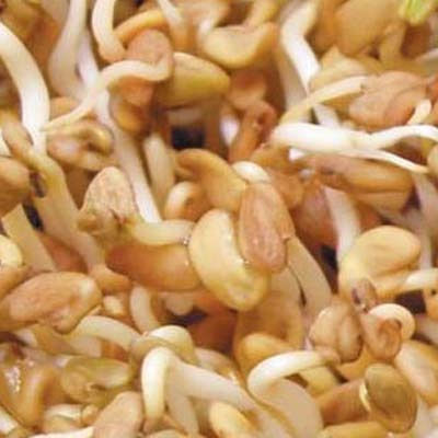 Geo Bavicchi Seeds Organic Farming 500gr